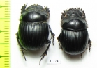 Dichotomius nobilis  Argentina - INSECTS-STORE.RU