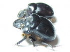 Dichotomius ohausi  Peru - INSECTS-STORE.RU