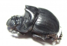 Dichotomius prietoi  Peru - INSECTS-STORE.RU
