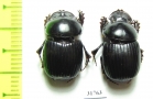 Dichotomius problematicus  Peru - INSECTS-STORE.RU