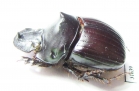 Dichotomius protectus  Venezuela - INSECTS-STORE.RU