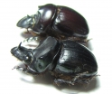 Dichotomius quinquelobatus, pair  Peru - INSECTS-STORE.RU