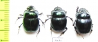 Dichotomius smaragdinus  Brasilia - INSECTS-STORE.RU