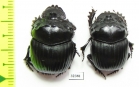 Dichotomius sp.  Argentina - INSECTS-STORE.RU