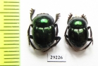 Canthon indigaceus chevrolati  Mexico - INSECTS-STORE.RU