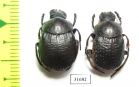 Deltochilum irroratum  Argentina - INSECTS-STORE.RU