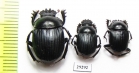 Malagoniella puncticollis  Argentina - INSECTS-STORE.RU
