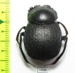 Deltochilum enceladum  Brasilia - INSECTS-STORE.RU