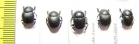 Scarabaeinae sp.  Bolivia - INSECTS-STORE.RU