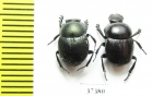Scarabaeinae sp.  Ecuador - INSECTS-STORE.RU