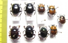 Scarabaeinae sp.  Peru - INSECTS-STORE.RU