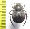 Deltochilum sp.  Peru - INSECTS-STORE.RU