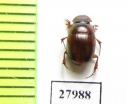 Scarabaeinae sp.  Angola - INSECTS-STORE.RU