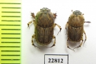 Euoniticellus sp.  South Africa Rep. - INSECTS-STORE.RU