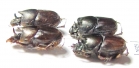 Scarabaeinae sp.  Thailand - INSECTS-STORE.RU
