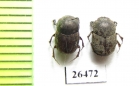 Caccobius sordidus  Russia, Far East - INSECTS-STORE.RU