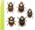 Digitonthophagus sp., pair  South Africa Rep. - INSECTS-STORE.RU