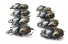 Onthophagus marginalis, pair  Russia, Astrakhan reg. - INSECTS-STORE.RU