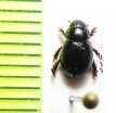 Aegialiinae, Aegialia arenaria  Portugal - INSECTS-STORE.RU