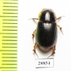 Aphodiinae sp.  Angola - INSECTS-STORE.RU