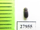 Aphodiinae sp.  Angola - INSECTS-STORE.RU