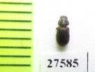 Aphodiinae sp.  Madagascar - INSECTS-STORE.RU