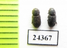Aphodiinae sp.  Mali - INSECTS-STORE.RU