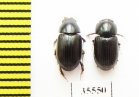 Aphodiinae sp.  Mexico - INSECTS-STORE.RU
