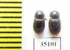 Aphodiinae sp.  Peru - INSECTS-STORE.RU