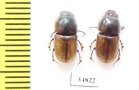 Aphodiinae sp.  Sudan - INSECTS-STORE.RU