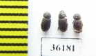 Aphodiinae sp.  Thailand - INSECTS-STORE.RU