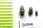 Aphodiinae sp.  Vietnam - INSECTS-STORE.RU