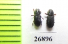 Aphodiinae sp.  Vietnam - INSECTS-STORE.RU