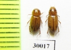 Aphodius bucharicus  Uzbekistan - INSECTS-STORE.RU