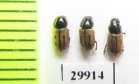 Aphodius comma  Russia, Buryatia reg. - INSECTS-STORE.RU