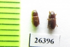Aphodius fastigata  Oman - INSECTS-STORE.RU
