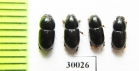 Aphodius granarius  Uzbekistan - INSECTS-STORE.RU
