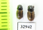 Aphodius lineolatus  Portugal - INSECTS-STORE.RU