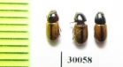 Aphodius lucidus  Uzbekistan - INSECTS-STORE.RU