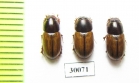 Aphodius lugens  Uzbekistan - INSECTS-STORE.RU