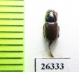 Aphodius nigrovirgatus  China, Tibet - INSECTS-STORE.RU