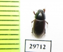 Aphodius porcus  Poland - INSECTS-STORE.RU