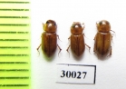 Aphodius pruinosus  Uzbekistan - INSECTS-STORE.RU
