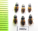 Aphodius quadriguttatus  Uzbekistan - INSECTS-STORE.RU