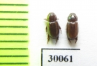 Eremazus unistriatus  Iran, Huzestan prov. - INSECTS-STORE.RU