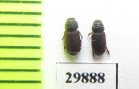 Psammodius sp.  Iran, Sistan prov. - INSECTS-STORE.RU