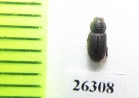 Psammodius sp.  Oman - INSECTS-STORE.RU