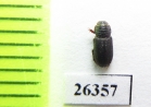 Psammodius sp.  Oman - INSECTS-STORE.RU