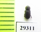 Rhyssemus granosus  Oman - INSECTS-STORE.RU