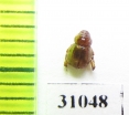 Thinorycter redikortzevi  Turkmenistan - INSECTS-STORE.RU